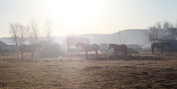 HorseStandingRock11-2016_3926