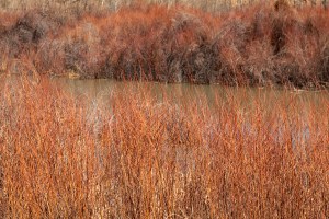 red willows along the Purgatory