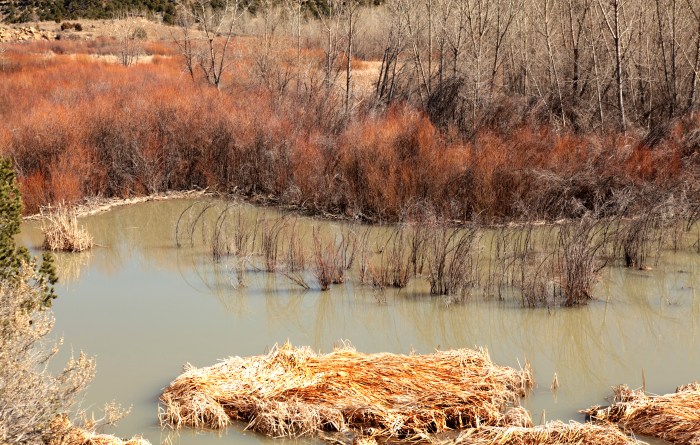 red willows follow River Purgatory