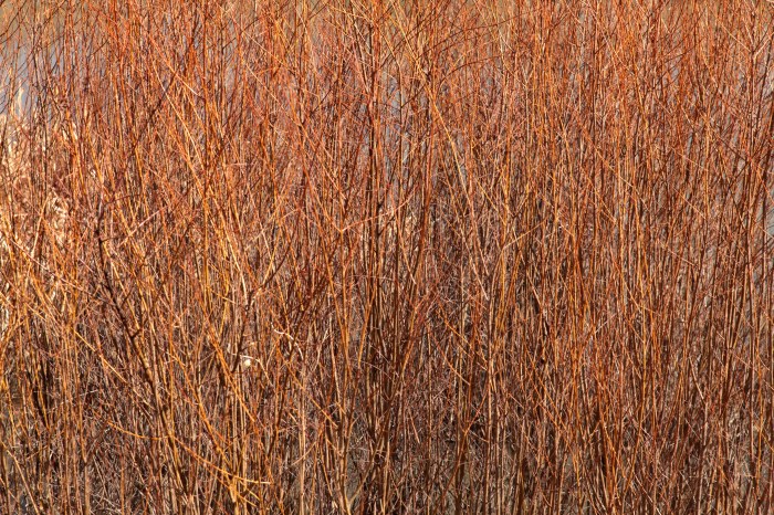 red willows