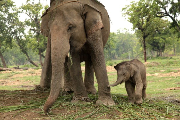 ChitwanJungle2016Elephants