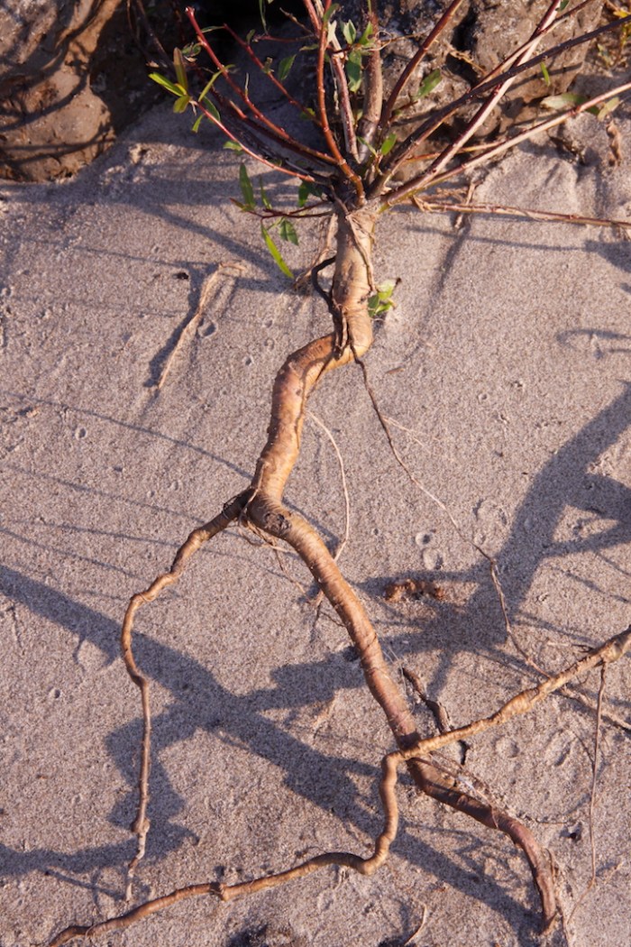 clarksdale to choctaw island mississippi_5161