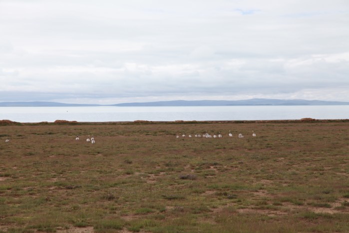 牛头碑YellowRiverSource2013_4917