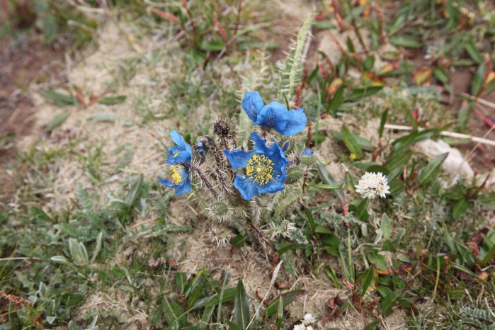 牛头碑YellowRiverSource2013_5011