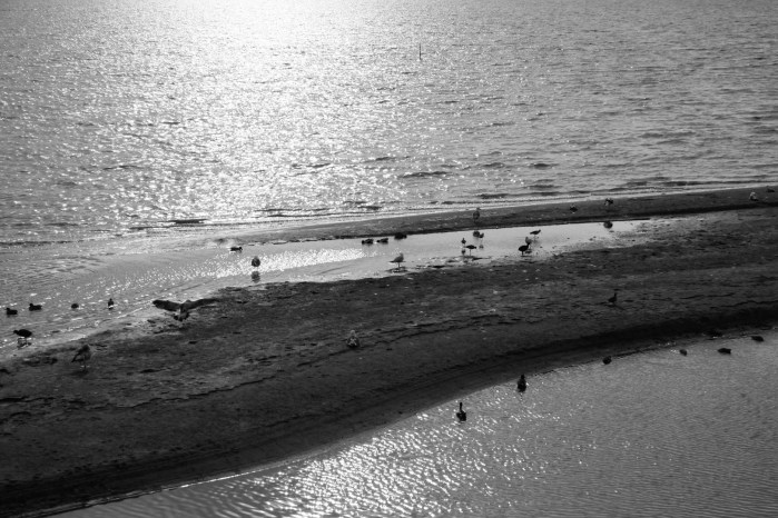 Morro Bay 3-12_3598gray