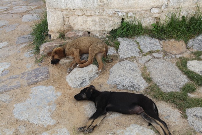 Sera Monastery _5980