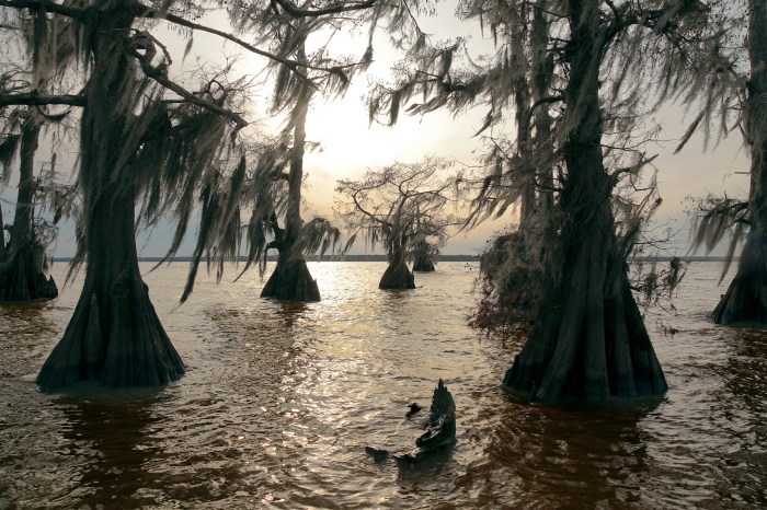 atchafalaya 2014_small