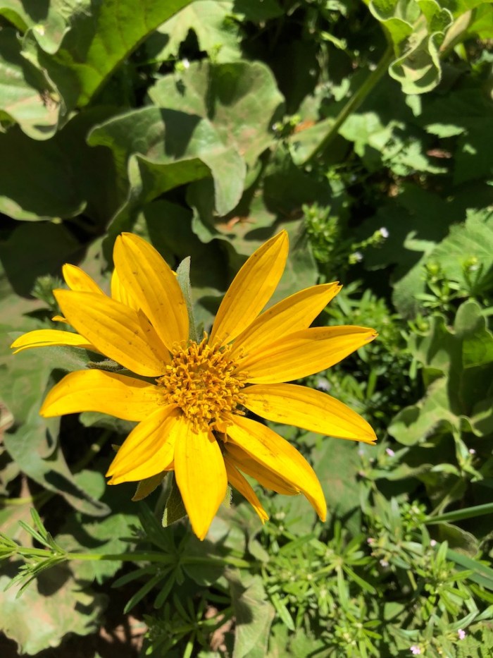 Columbia River May2018 - 100