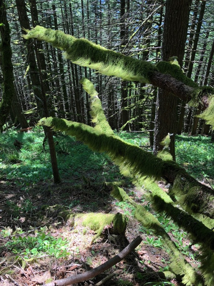 Columbia River May2018 - 105