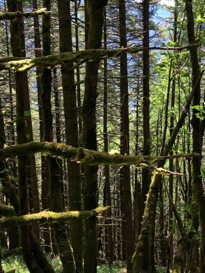 Columbia River May2018 - 127 (1)